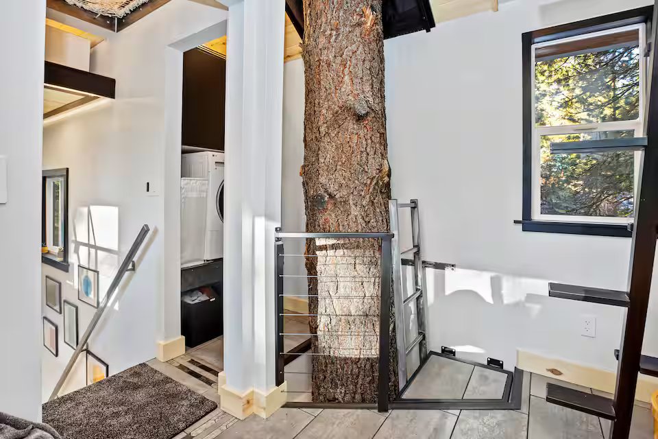 Mondo Pondo tree trunk growing through the interior of Banks Treehouse with ladder to upper bedroom